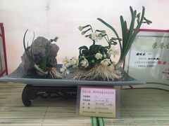 -龙大花卉苗木市场