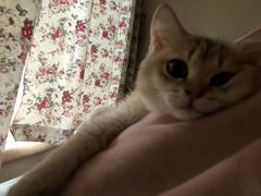 -猫大福·Fortune Cat猫舍(百子湾店)