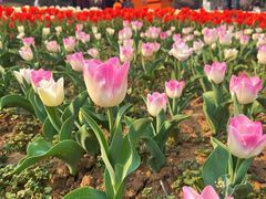 -苏州上方山国家森林公园