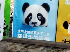 -都江堰中华大熊猫苑