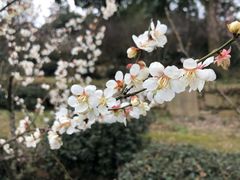 -香雪海