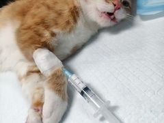 -爱贝特动物医院·猫口炎专科