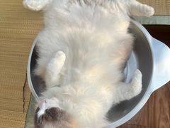 -MOCHA明星猫咖(田子坊店)