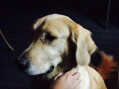 -百好乐宠物友好餐厅(朝外大街店)