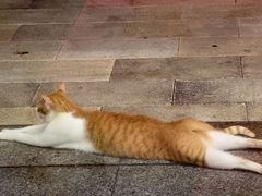 -蛇口康乐快餐鱼仔档(翠苑小区店)