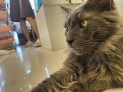 -平行世界·猫咖(首经贸店)