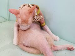 -猫在这儿猫咪咖啡馆·撸猫馆