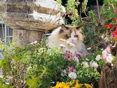 -喵屿·大理花园猫咖