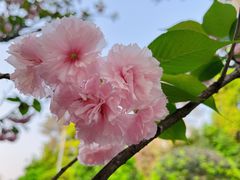 -铁山坪森林公园