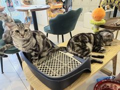 -平行世界·猫咖(首经贸店)