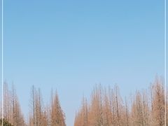 -东平国家森林公园
