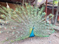 -西双版纳总佛寺