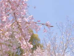 -顾村公园3号门停车场