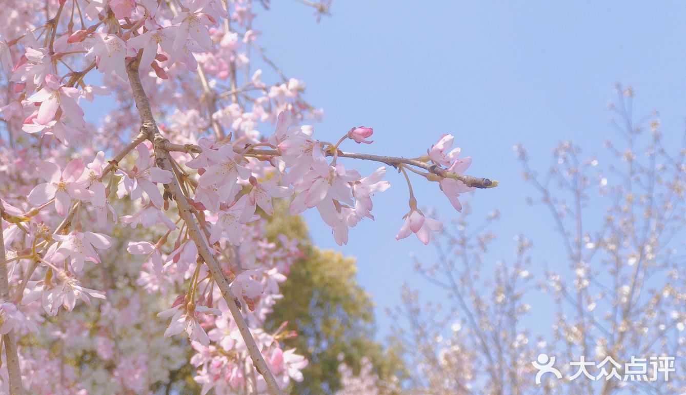 春天的正确打开方式-一起来看场樱花雨吧🌸
