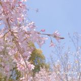 春天的正确打开方式-一起来看场樱花雨吧🌸