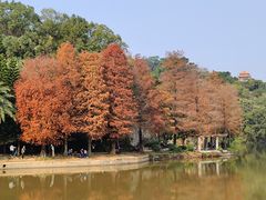 -深圳仙湖植物园