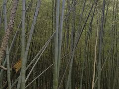 -老山国家森林公园