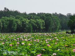 -东郊湿地公园