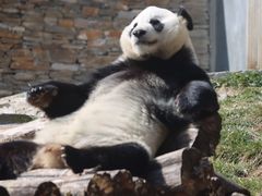 -卧龙中华大熊猫苑神树坪基地