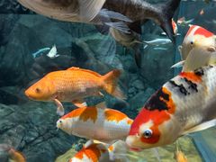 -上海海洋水族馆