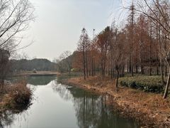 -昆山城市生态森林公园