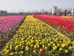 -荷兰花海