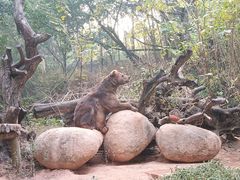 -广州长隆野生动物世界