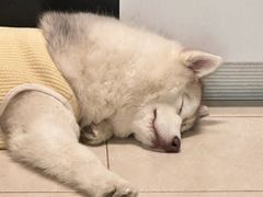 -爱侣宠医·鹦鹉专科·小型哺乳类·异宠专科(灵石路店)