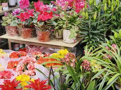 -桂林市花鸟市场