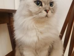 -猫友咖啡店(玉林西路店)