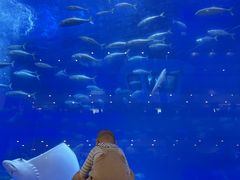 -成都浩海立方海洋公园