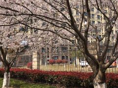 -高东镇樱花园