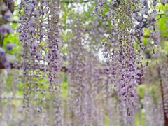 -嘉定紫藤园
