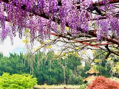 -嘉定紫藤园
