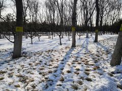 -大兴滨河森林公园