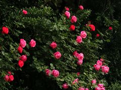 -青岛海尔洲际酒店