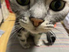 -北京观赏动物医院·24小时大型综合·猫专科·异宠专科