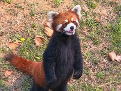 -石家庄市动物园