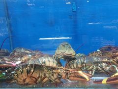 -船梆煮•蒸汽海鲜·炉火烤肉(五四广场店)