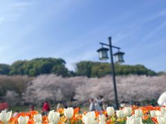 -苏州上方山国家森林公园