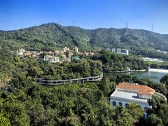 -银湖山郊野公园-相思林