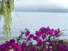 -西昌邛海湾柏樾酒店(原邛海湾柏栎度假酒店)