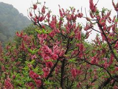 -南国桃园旅游度假区