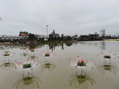-荷兰花海