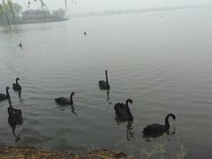 -长兴太湖图影湿地文化园