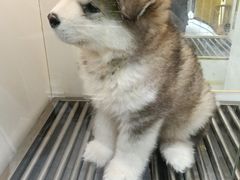 -观音桥步行街