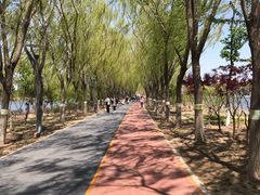 -大兴滨河森林公园