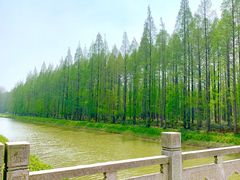 景点-黄海国家森林公园