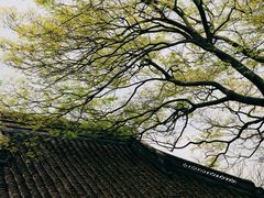 -上海佘山国家森林公园天马山园