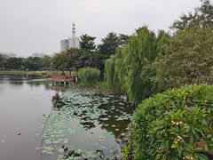 -映月湖公园